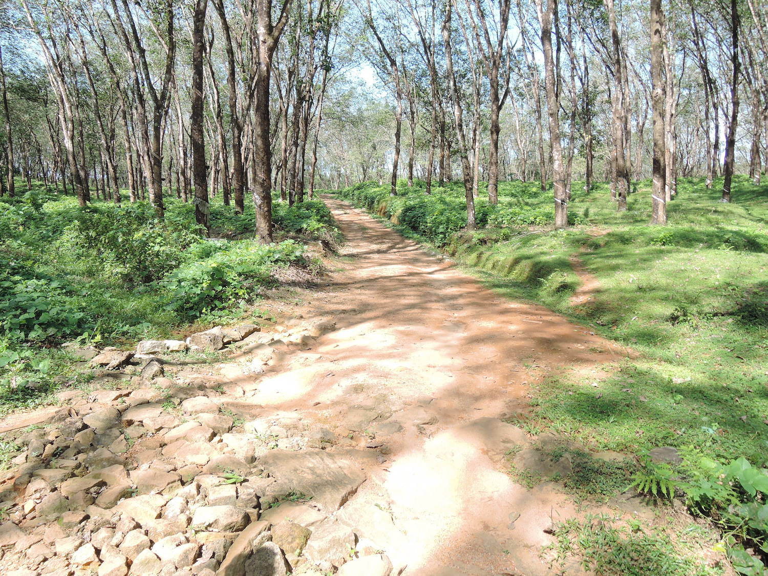 Rubber plantation