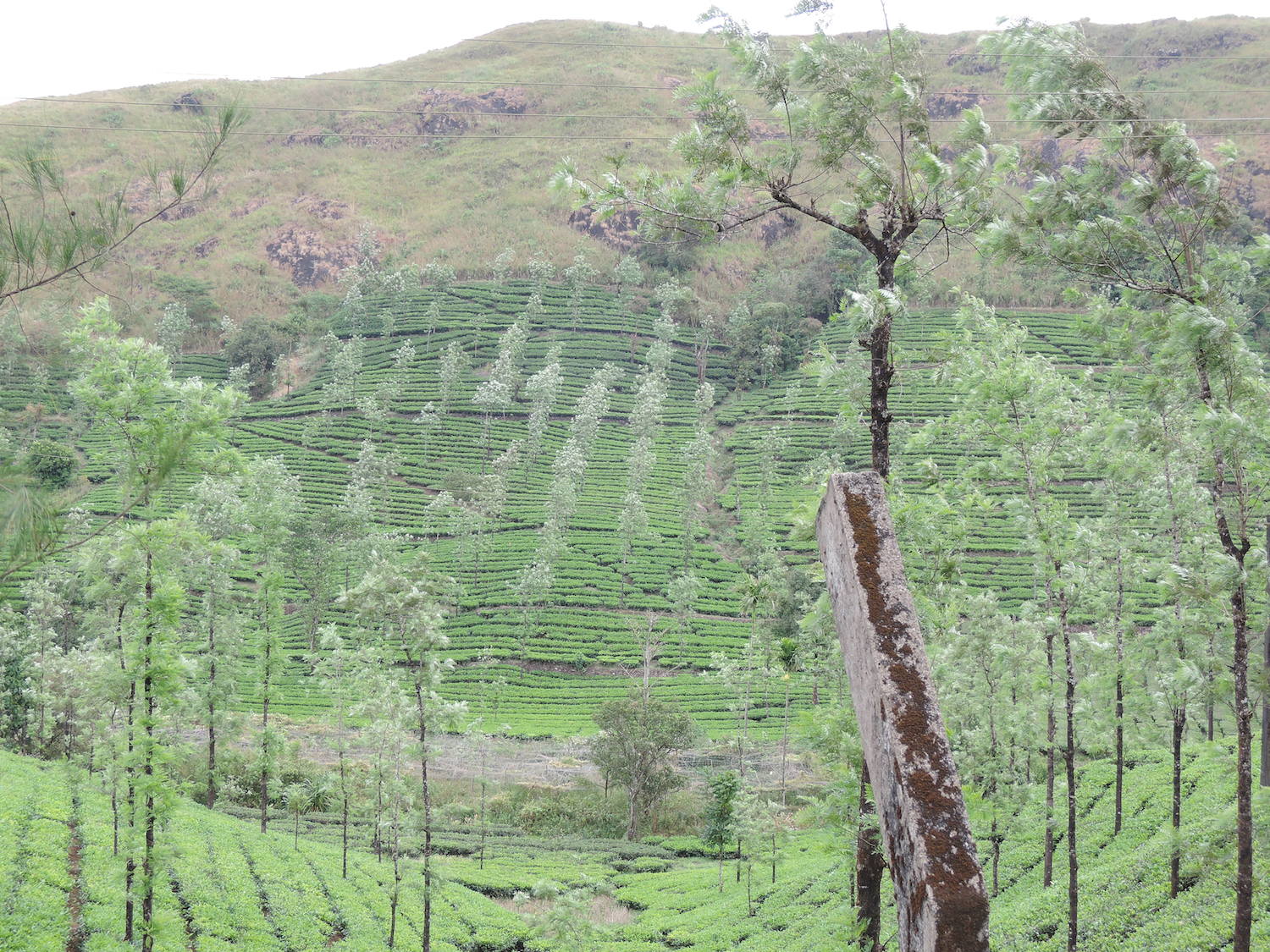 Vagamon tea plantations